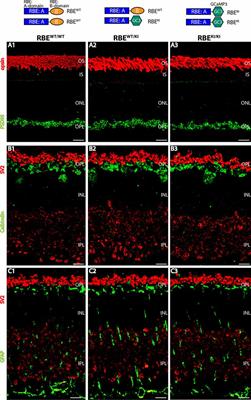 RIBEYE B-Domain Is Essential for RIBEYE A-Domain Stability and Assembly of Synaptic Ribbons